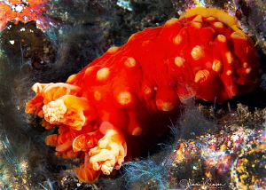 Gymnodoris aurita/Photographed with a Canon 60 mm macro l... by Laurie Slawson 